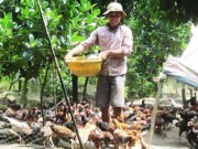 Mua sắm - Giá cả - Nuôi gà "chạy bộ" để cạnh tranh với Mỹ