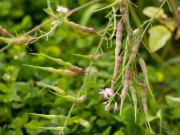 Nhà đẹp - Lạ lùng củ cải đuôi chuột "đòi" mọc thành... quả trên cao