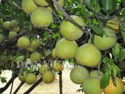 Nhà đẹp - Chuyện lạ: Cây bưởi ra 800 quả ở Hòa Bình
