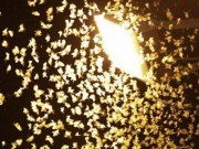 Nhà đẹp - Làm bẫy 0 đồng bắt thiêu thân bay vào nhà