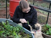 Nhà đẹp - Tự trồng rau, nuôi gà, mỗi tháng mẹ Tây chỉ tiêu...3 triệu đồng