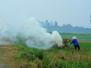 Tin tức - Hà Nội mờ mịt do người dân đốt rơm rạ và sương mù