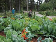 Nhà đẹp - Học bí quyết trồng rau củ quả khổng lồ của dân Alaska