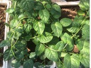 Nhà đẹp - Mẹ bầu lên sân thượng trồng rau sạch cho con ăn dặm