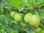 Nhà đẹp - Trồng cây "quả ngỗng" chua chua chảy nước miếng