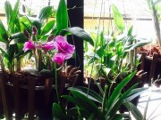Nhà đẹp - HN: Ghen tị vườn ban công 30m² của cô giáo nghỉ hưu