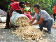 Eva tám - Cây tỏi nổi giận