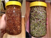Nhà đẹp - 4 ngày trồng giá đỗ sạch lớn "như thổi" tại nhà