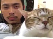 Clip Eva - Mèo gật gù "phiêu" theo nhạc chuẩn như chủ