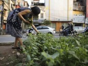 Nhà đẹp - Gặp "nông dân phố" trồng rau dưới đường sắt trên cao