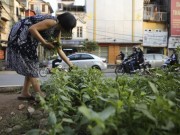 Tin tức - Gặp "nông dân phố" trồng rau dưới đường sắt trên cao