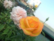 Nhà đẹp - Cô nàng độc thân 4 năm tỉ mẩn chăm sóc hoa hồng