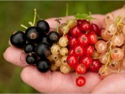 Nhà đẹp - Quả mọc dại ở nước ngoài, về Việt Nam đội giá 2 triệu