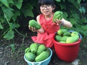 Nhà đẹp - Thân thương giàn su su của người Việt trên đất Mỹ