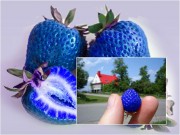 Clip Eva - Hoảng sợ với loại dâu tây xanh da trời lạ mắt