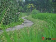 Nhà đẹp - Mê mẩn con đường hoa mười giờ thơ mộng của hai vợ chồng lão nông