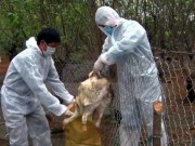 Tin tức - Cảnh báo nguy cơ bùng phát dịch cúm gia cầm dịp cuối năm