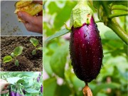 Nhà đẹp - Trồng cà tím phủ sắc cho vườn rau vào đông