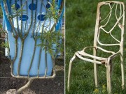 Nhà đẹp - Chàng trai 5 năm ép cây liễu thành ghế, bán giá 80 triệu đồng