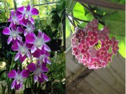 Nhà đẹp - “Phát hờn” giàn phong lan, cẩm cù của người mẹ xứ Quảng