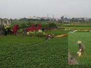 Mua sắm - Giá cả - Hoang mang chuyện…rau “hai luống”!