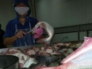 Tin tức - Hóa chất lạ ngâm vào cá, mực… giúp tăng trọng gấp rưỡi