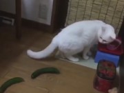 Clip Eva - Mèo giật bắn mình, sợ... quả dưa chuột