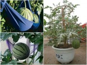 Nhà đẹp - Bí quyết trồng dưa hấu nặng trĩu quả tại nhà
