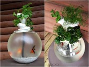 Nhà đẹp - Bể cảnh 2-trong-1 nuôi béo cá, chăm lớn cây