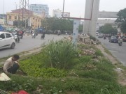 Tin tức - HN: Người dân trồng... cây cảnh dưới đường sắt trên cao