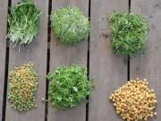 Nhà đẹp - 8 mẹo trồng rau mầm gieo lứa nào, gặt lứa đấy