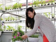 Nhà đẹp - Nữ nhân viên xinh đẹp tự trồng rau ăn quanh năm không hết