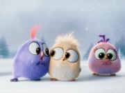 Xem & Đọc - "Tiểu đoàn" chim non Angry Bird hát mừng Giáng sinh cực yêu