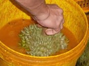 Tin tức - Hoảng vì nhiều thuốc cực độc được dùng để thúc chín trái cây