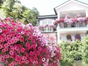 Nhà đẹp - Những loại cây phong thủy nên trồng ở ban công
