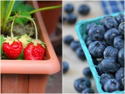 Nhà đẹp - Trồng việt quất, dâu tây trong chậu: Không thể đơn giản hơn