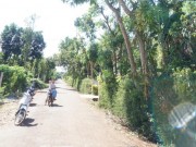 Tin tức - Một người bị điện giật dính chặt vào thân cây