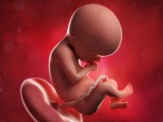 Bà bầu - Bảng chuẩn cân nặng, chiều dài thai nhi theo tuần