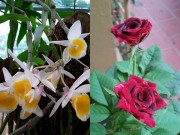 Nhà đẹp - HN: Vườn hoa 50m2 đẹp "trông mòn con mắt"