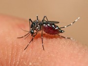 Tin tức - Chính thức lưu hành vắc xin chống sốt xuất huyết đầu tiên