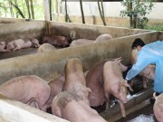 Mua sắm - Giá cả - TP.HCM sẽ tiêu hủy ngay heo, gà nhiễm chất cấm