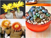 Nhà đẹp - Hoa thạch lan đẹp lạ, giá rẻ hút hồn chị em văn phòng