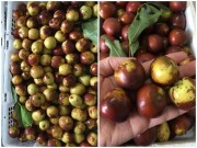 Bếp Eva - "Sốt" táo Trung Quốc chữa đau đầu, muốn mua phải đặt trước