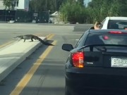 Tin tức - Cá sấu dạo bước trên đường phố Mỹ sau siêu bão 'mặt quỷ' Matthew