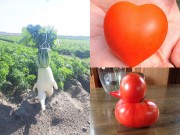Tin tức - Tròn mắt với những củ quả có hình dáng kỳ dị không thể tin nổi