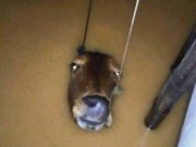 Tin tức - Xót lòng hình ảnh miền Trung chìm trong biển nước