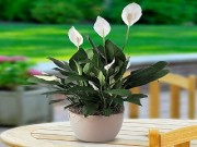 Nhà đẹp - Hà Nội đang ô nhiễm và đây là 5 loại cây giúp thanh lọc không khí trong nhà