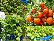 Nhà đẹp - Bỏ tập đoàn nước ngoài, 8X về quê xây dựng mô hình tháp rau sạch