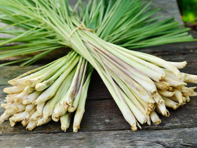 6 loại cây trồng trong nhà giúp đuổi muỗi chống zika