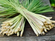 Nhà đẹp - 6 loại cây trồng trong nhà giúp đuổi muỗi chống zika